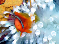 Tomato Anemonefish with Bulb-Tentacle Anemone  taken on N... by Bill Stewart 